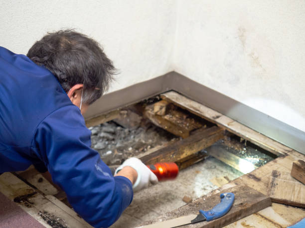 Best Attic Mold Removal  in Peekskill, NY