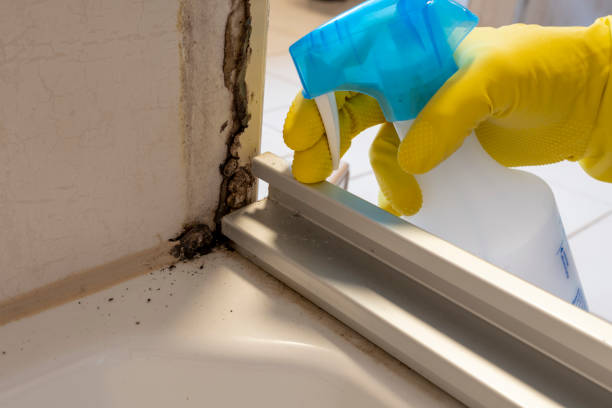 Best Toxic Mold Removal  in Peekskill, NY