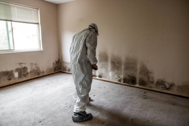 Best Mold Damage Repair  in Peekskill, NY